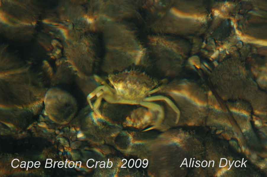Cape Breton crab