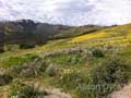 Yellowstone Yellow Meadow